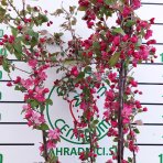 Okrasná jabloň (Malus) ´COCCINELLA´ - výška 140-170 cm, kont. C5L
